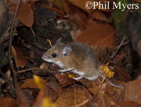 White-footed Deermouse | Tennessee Wildlife Resources Agency