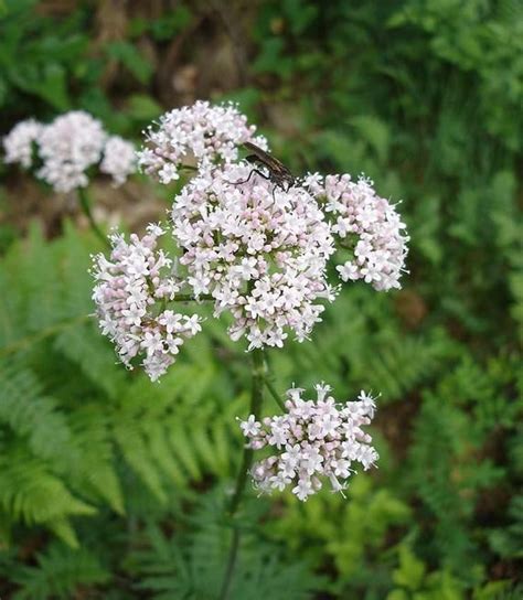 Valerian Seeds One of nature's best herbal sedatives | Etsy | Planting herbs, Medicinal plants ...