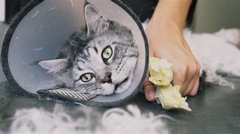 NProfessional Maine Coon Cat Grooming Close-up. Stock Photo - Image of ...