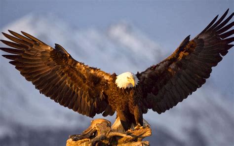 3d Flying Bald Eagle Hd Wallpaper Free - Eagle With Spread Wings - 1600x1000 - Download HD ...
