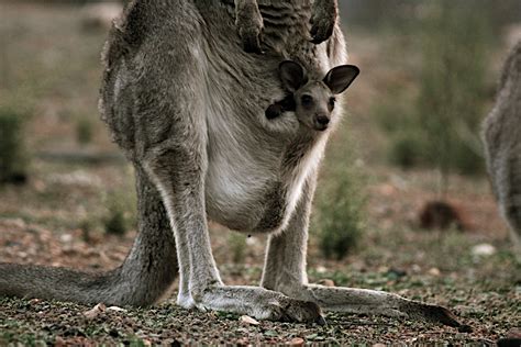 Kangaroos are baby-making machines | Reproduction | Earth Touch News