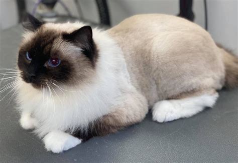 Cat Grooming - Doggie Styles Mobile Pet Grooming