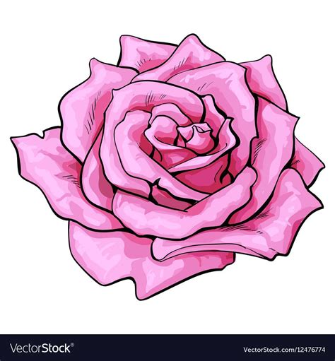 Deep pink rose bud, top view sketch style vector illustration isolated on white background ...