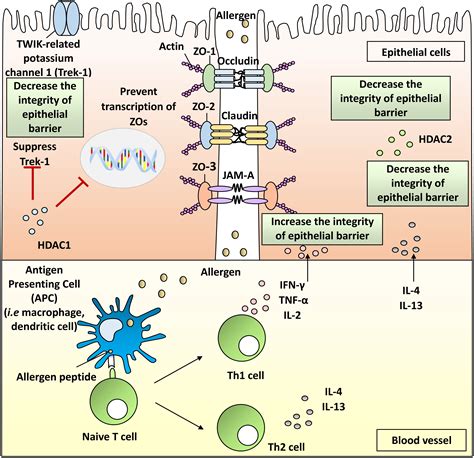 Zonula occludens and nasal epithelial barrier integrity in allergic ...