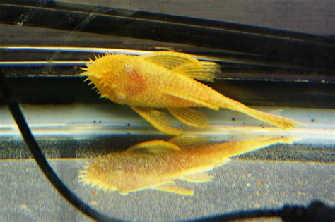 Albino Bristlenose Pleco Size – How Big Does It Get? - AllAquariumFish.com