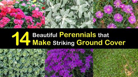 14 Beautiful Perennials that Make Striking Ground Cover