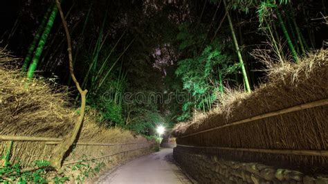 Bamboo Grove Forest at Night, Arashiyama Stock Photo - Image of garden ...