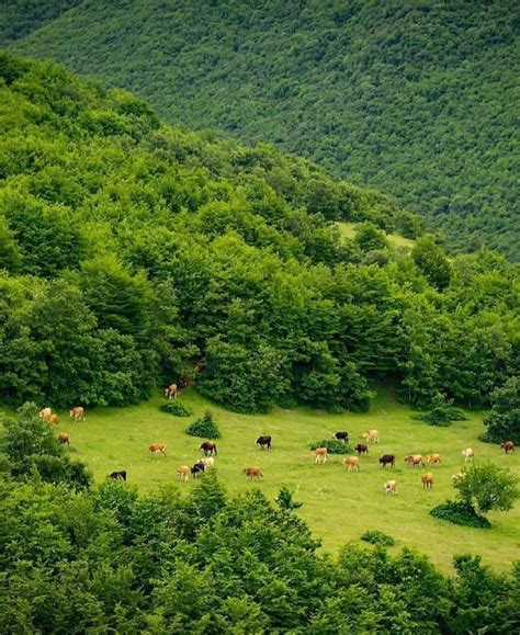 Arasbaran forests, East Azerbaijan. : r/pics