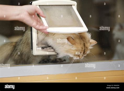 Highlander cat door hi-res stock photography and images - Alamy