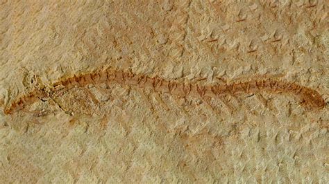 This 525-million-year-old fossil is challenging what we know about how ...