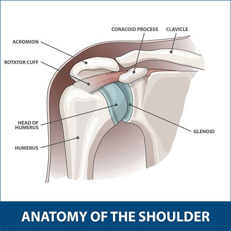 Glenoid Labrum Tear | Florida Orthopaedic Institute