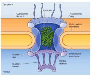 The Nucleus-Detailed Structure and Functions - Microbiology Notes