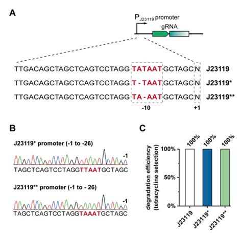 (A) Mutation patterns in J23119 promoter of mutated VADER plasmids. (B)... | Download Scientific ...