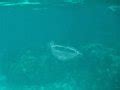 Free Stock Photo 7409 Moon jellyfish swimming underwater | freeimageslive