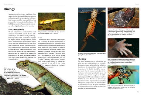 Salamanders - keeping and breeding