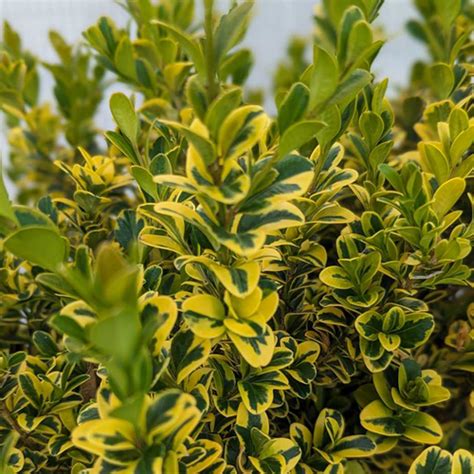 Golden Variegated Korean Boxwood | Plant Addicts