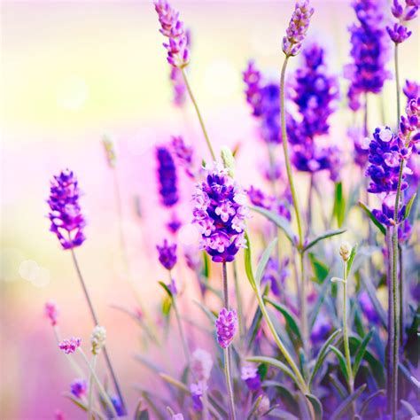 10 Pretty Purple Flowers That'll Make Your Garden Pop | Family Handyman