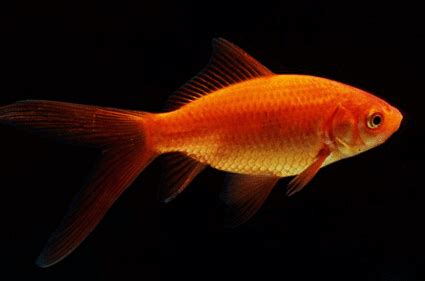 Red comet | Ornamental Fish Exporter