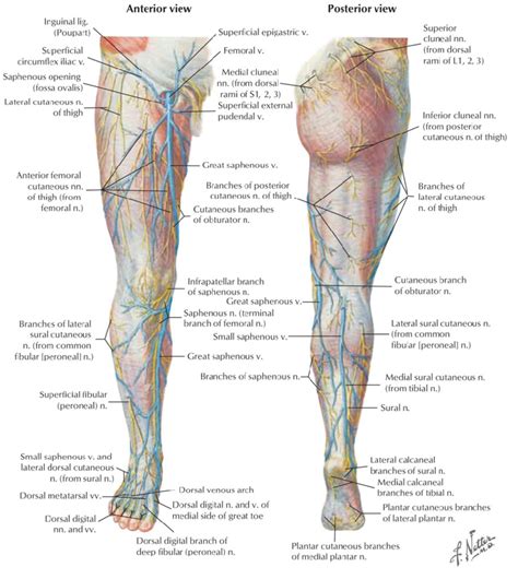 Illustration of the lower limb showing the superficial venous network ...