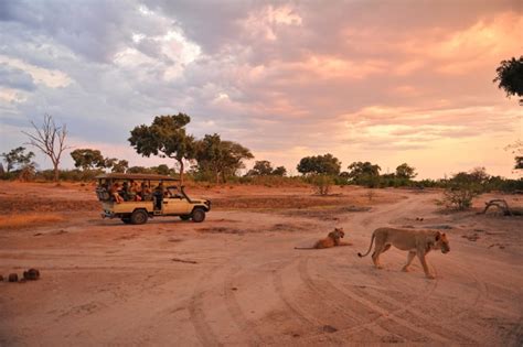 Zimbabwe Safari | Discover Africa Safaris