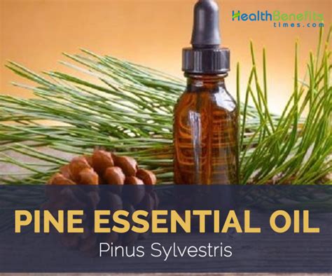Pine essential oil facts and health benefits