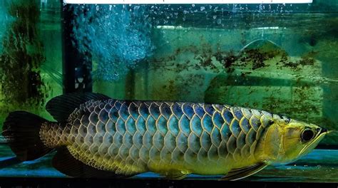 Asian Arowana - The Majestic Fish