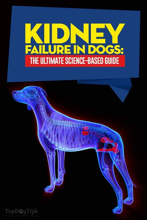 Kidney Failure in Dogs: A Science-based Guide | Dog treatment, Dog health care, Dog health