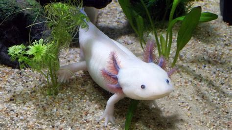 axolotl coloring page - Coloring Pages