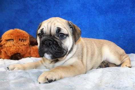 Mini Bulldog Puppies For Sale - Long Island Puppies