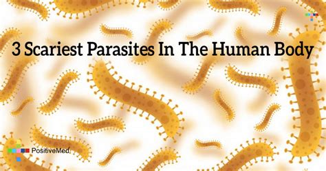 3 Scariest Parasites In The Human Body