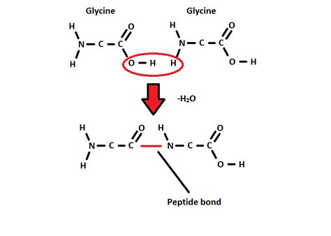 Condensation Reaction A Level Biology