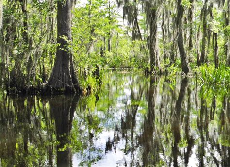 Wildlife in Louisiana: Exploring Honey Island on a Swamp Tour • Globonaut