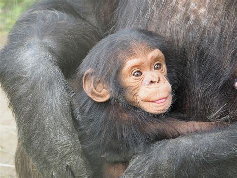 HD wallpaper: photo of brown baby monkey, chimpanzee, mother, love ...