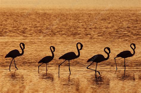 Small flock of Greater flamingos - Stock Image - F023/1903 - Science ...