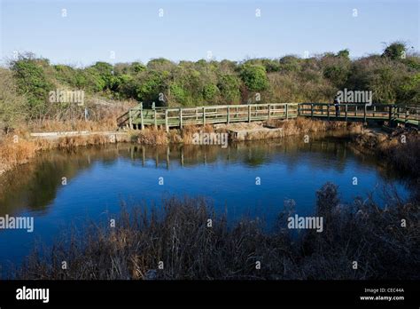 A wildlife pond at the Riverside Country Park in Kent Stock Photo - Alamy