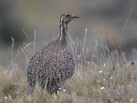 Patagonian tinamou - Alchetron, The Free Social Encyclopedia