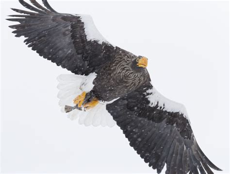 Steller’s sea eagle – Roumazeilles.net