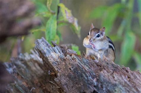 Which Mammals Live In Indiana?