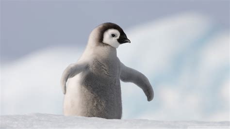 Download Baby Penguin Antarctica Wallpaper 1920x1080 | Wallpoper #440035