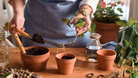 How To Propagate Plants In Water: Easy 5-Step Guide!