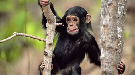 Black monkey climbing a tree - World Of Animals