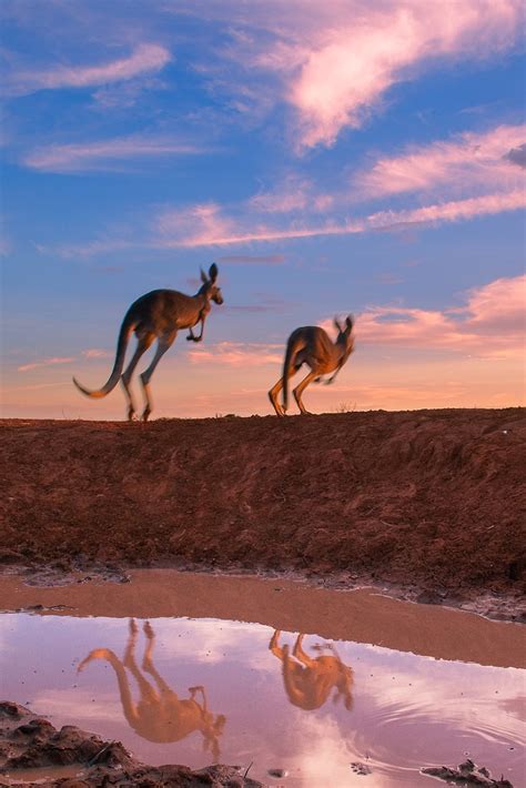 Red Kangaroo Fight