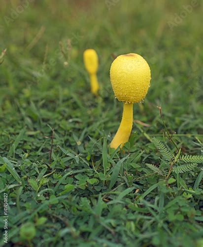 Poisonous yellow Mushroom Leucocoprinus birnbaumii - Buy this stock photo and explore similar ...