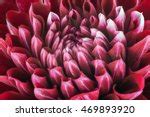 Deep red flower closeup image - Free stock photo - Public Domain photo ...