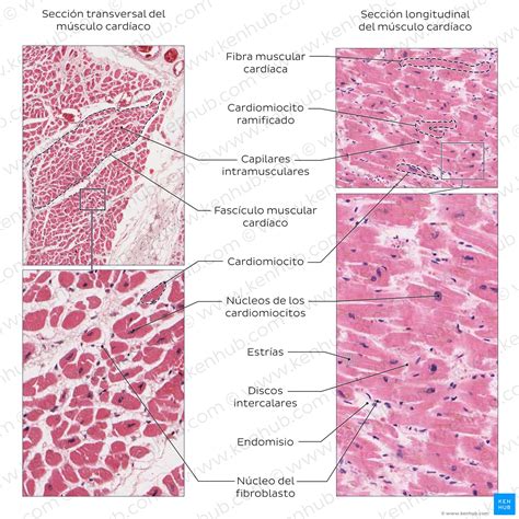 Anatomia Muscular Liso Cardiaco Esqueletico Histologia Musculo Images | sexiezpix Web Porn