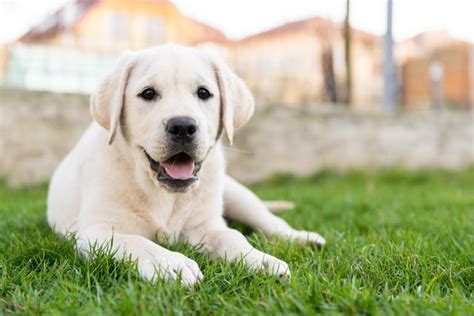 Yellow Lab Lifespan: Here's How Long Yellow Labs Live | Cuteness