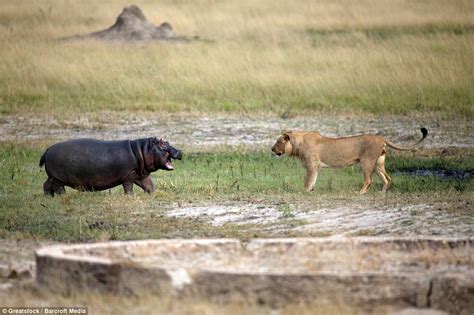 Brave hippo turns the tables on hungry lions to send them scarpering ...