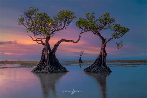 Mangrove Trees of Walakiri Beach, Indonesia