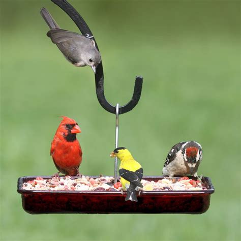 Duncraft.com: Cardinal Platform Feeder | Decorative bird houses, Bird feeders, Wild birds