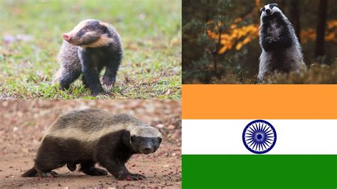 Different Types Of Badger Species In India 🇮🇳 - YouTube